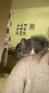 Junge, liebe, wunderschöne Chinchillas
