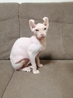 Sphynx Elf