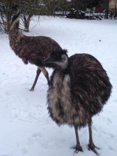 Emu Zuchtpaar