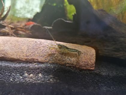 Zwergflusskrebse Cambarellus diminutus