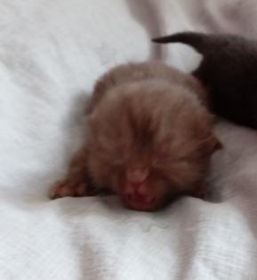 Bkh kitten schoko