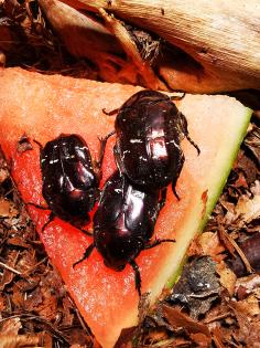 Käfer Rosenkäfer Protaetia formosana L3 Larven