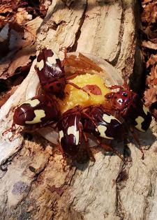Käfer Rosenkäfer Anisorrhina flavomaculata L3 Larven