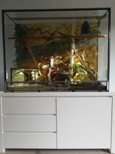4 Kornnattern, Terrarium mit Unterschrank inkl. Einrichtung