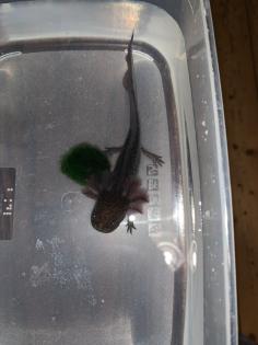 Axolotl Jungtiere