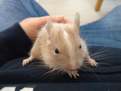 4 männliche süße Degubabys suchen bald Körnergeber