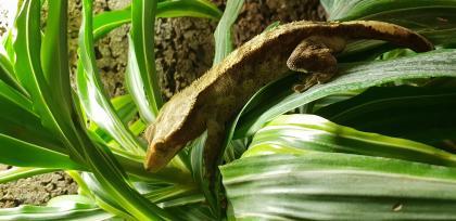 Kronengecko Correlophus ciliatus Männchen