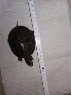 Rückenstreifen-zierschildkröte zu verkaufen