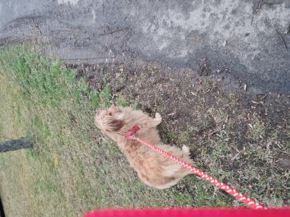 Wuschelhund sucht neues Zuhause