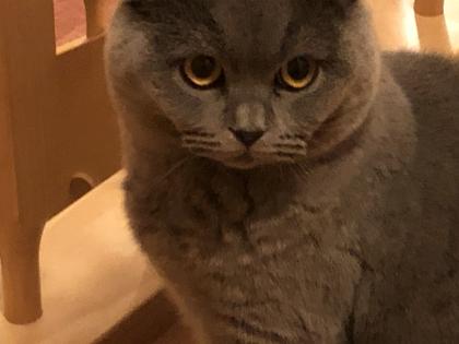 Deckkater Felix BKH/SF blue