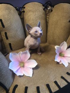 Kanadische Sphynx Kitte mit blauen Augen