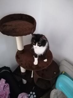 Katzen abzugeben
