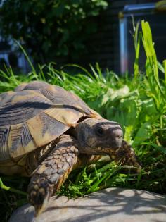 Griechische Landschildkröten Gruppe Testudo Hermanni