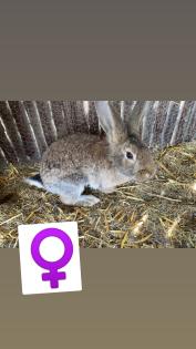 Kaninchen abzugeben