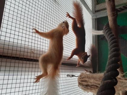 Eichhörnchen