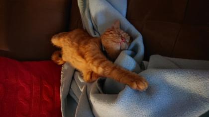 Suche Deckkater für meine Prinzessin
