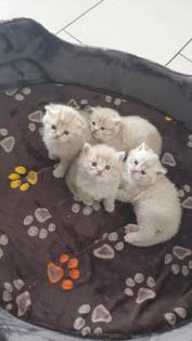 BKH Kitten