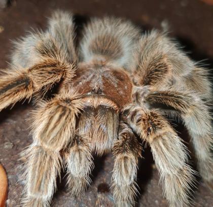 Verkaufe Vogelspinnen und Skorpione zum top Preis Brachypelma grammostola usw.