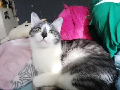 Wir suchen einen Deckkater