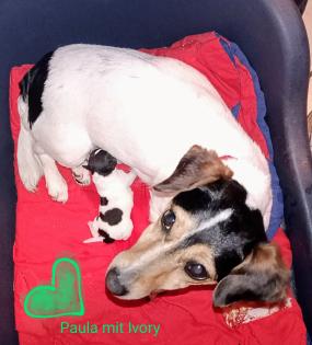 Super knuddeliger, kerngesunder und putzmunterer aufgeweckter Jack Russell Welpe