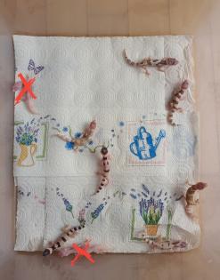 Leopardgecko Weibchen 2021 0. 1 Radar