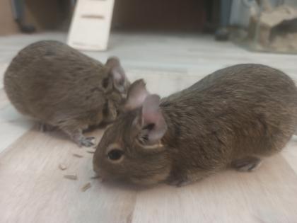 2 2, 5 Jahre weibl. Degus, Hand zahm, abzugeben
