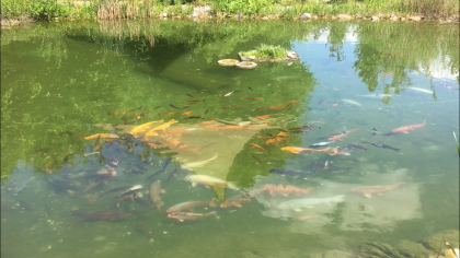 Koi Abzugeben