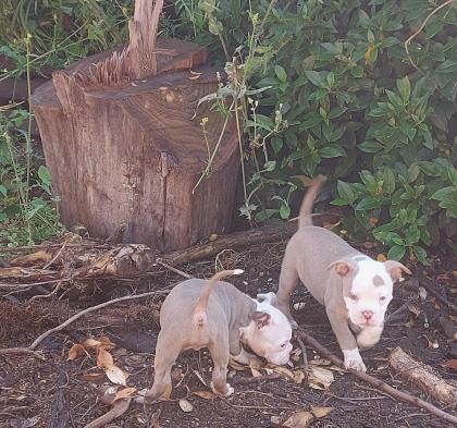 WELPEN OLD ENGLISH BULLDOG SEHR REIN