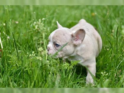 Französische Bulldoggen Welpen