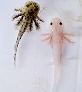 Axolotl Jungtiere aus BD freien Bestand copper, wild, weiß