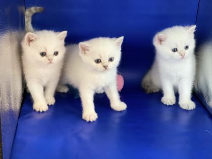 BKH Kitten mit Stammbaum