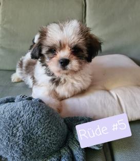 Shih Tzu Welpen
