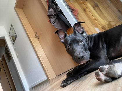 Amstaff Welpe abzugeben