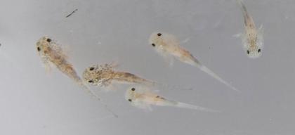 Axolotl Babys