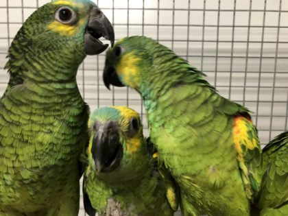 Blaustirnamazonen Pärchen mit großer Voliere