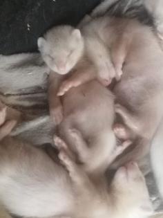 Frettchenbabys