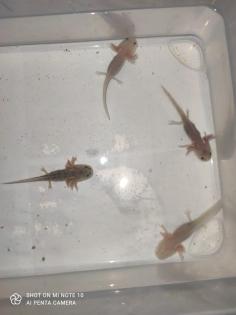 Süßer Axolotl Nachwuchs