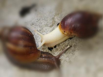 Achatschnecken zu verkaufen
