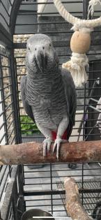Graupapagei