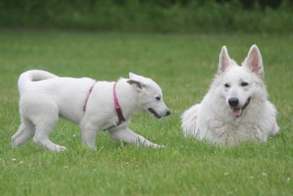 Weisser Schweizer Schäferhund Welpen, Langstockhaar, mit Papieren