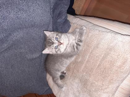 Babykatze Babykitten