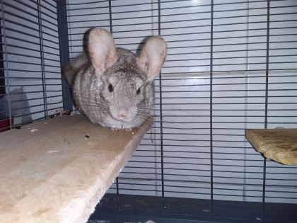 Chinchilla Weibchen