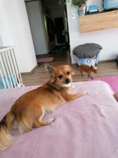 Zuckersüße Chihuahua welpen