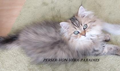 Reinrassige Perserbabys golden shaded