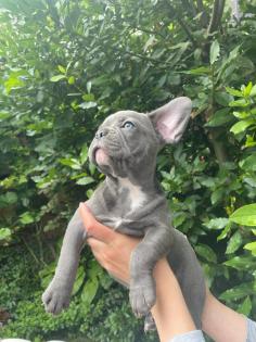 Französische Bulldogge Welpen