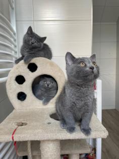 Kräftige BKH-Kitten 10084