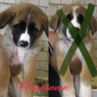 Jap. Akita Inu mischlinge Schäferhund Rottweiler Husky