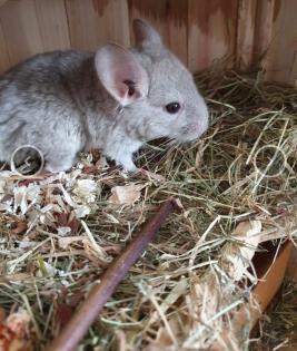 Chinchillas Baby Männchen zu verkaufen