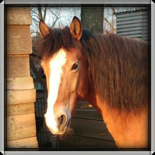 Du bist auf der Suche nach einem eigenen Pony