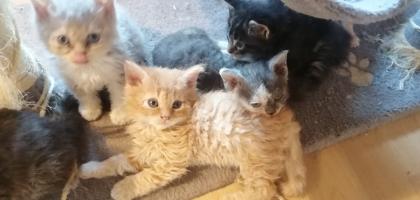 Selkirk Rex Kitten